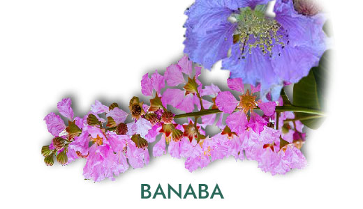 04-sk-ingredients_banaba