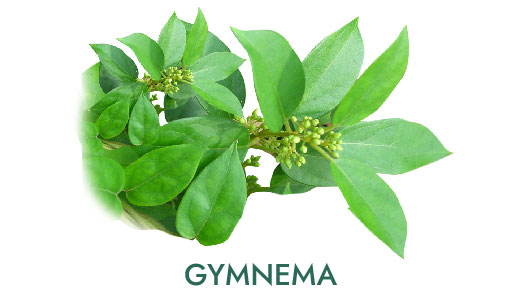 04-sk-ingredients_gymnema