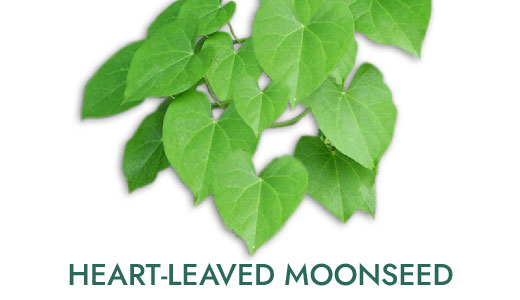 04-sk-ingredients_heart-leaved-monsoon