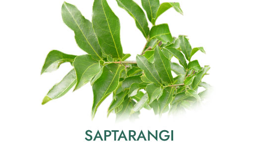 04-sk-ingredients_saptarangi