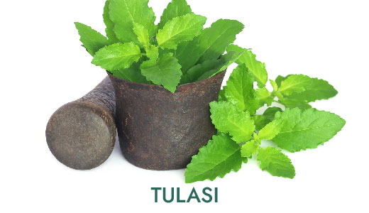 04-sk-ingredients_tulasi