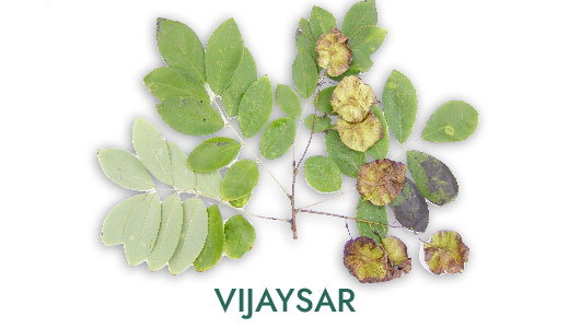 04-sk-ingredients_vijaysar